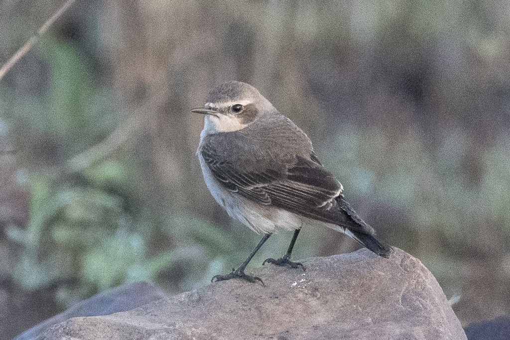 Collalba Gris - ML647611110