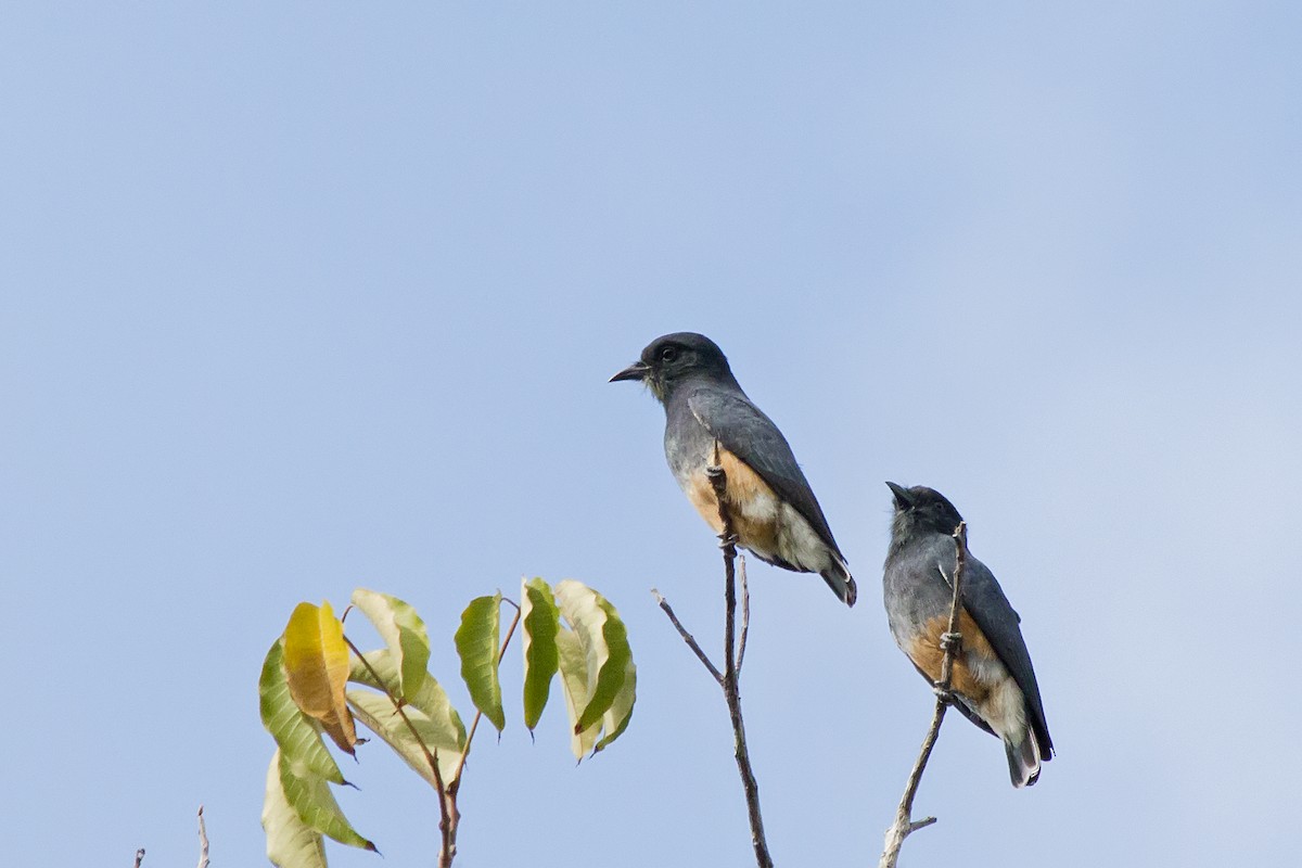 Buco Golondrina - ML647611112
