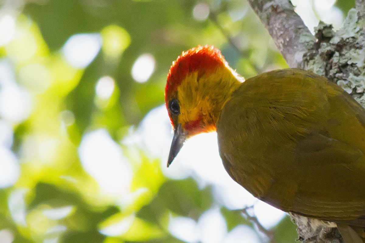 Carpintero Gorjigualdo - ML647611113