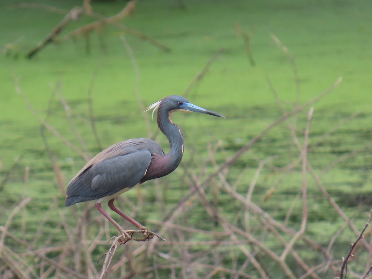 Garceta Tricolor - ML647611116