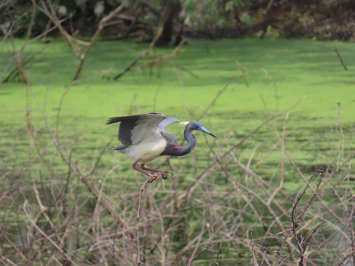 Garceta Tricolor - ML647611117