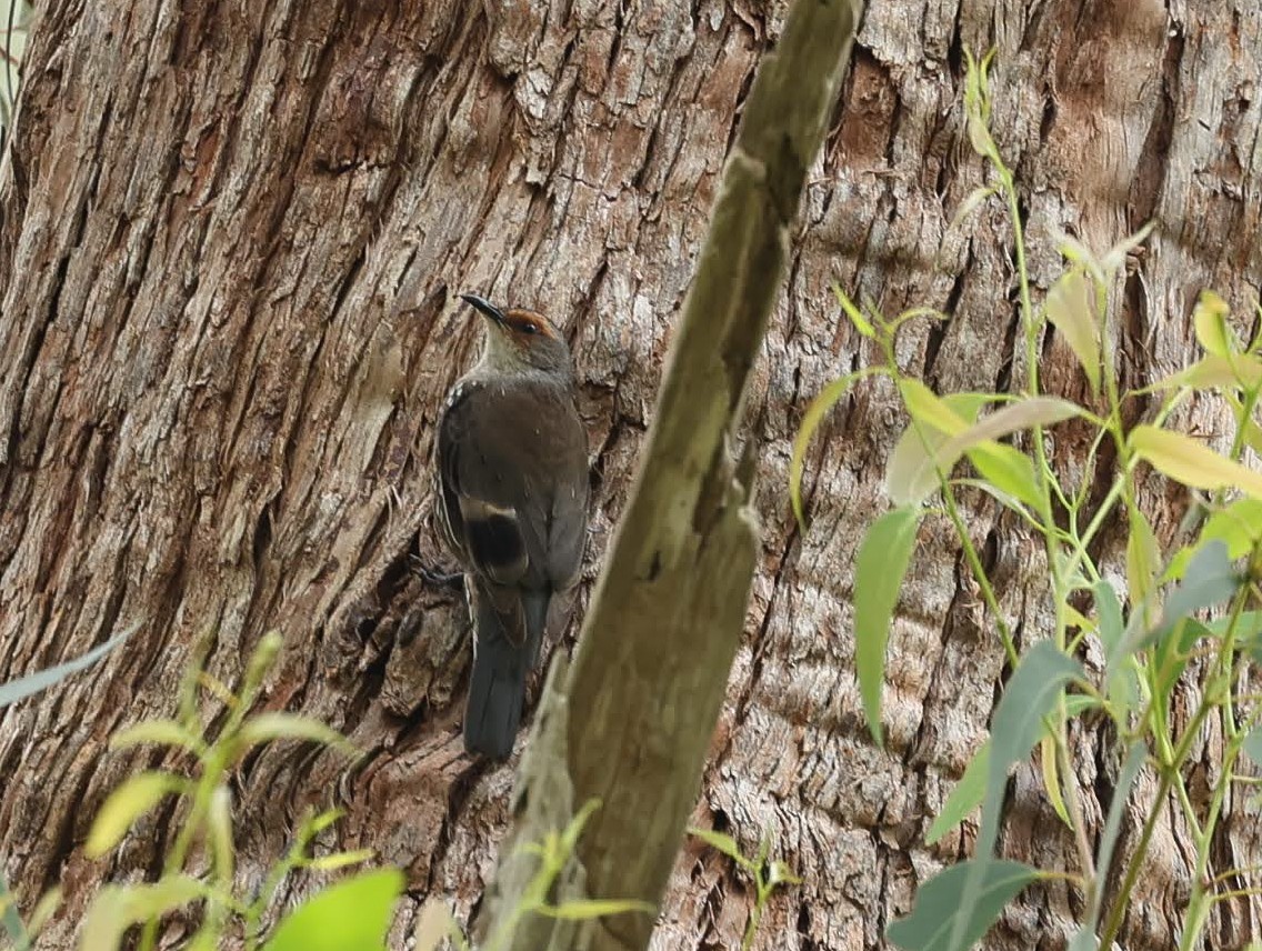 Red-browed Treecreeper - ML647611143