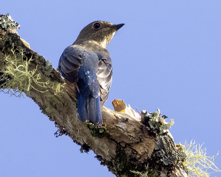 Blue-and-white Flycatcher - ML647611157