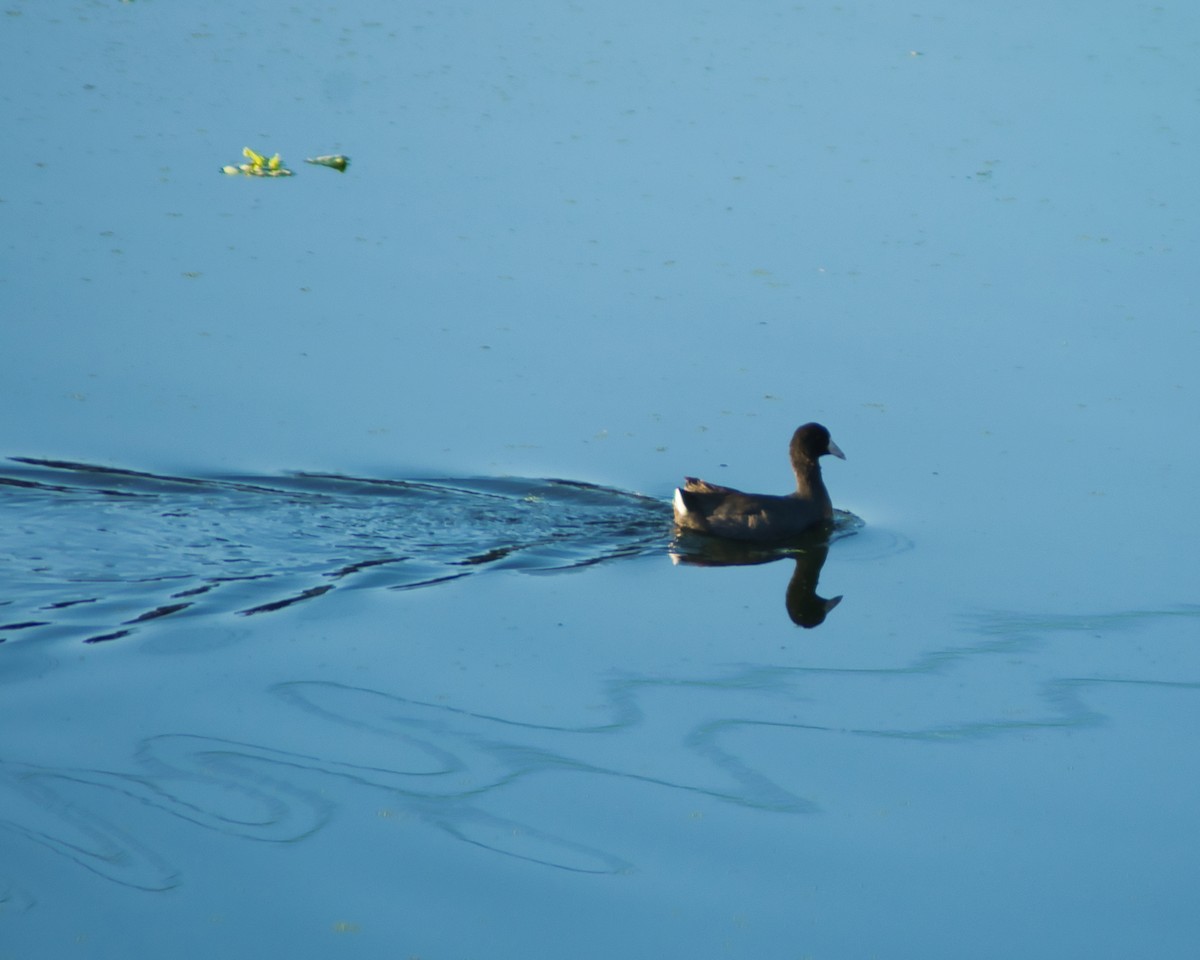 American Coot - ML647611164
