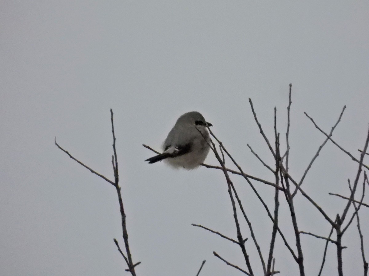 Northern Shrike - ML647611182