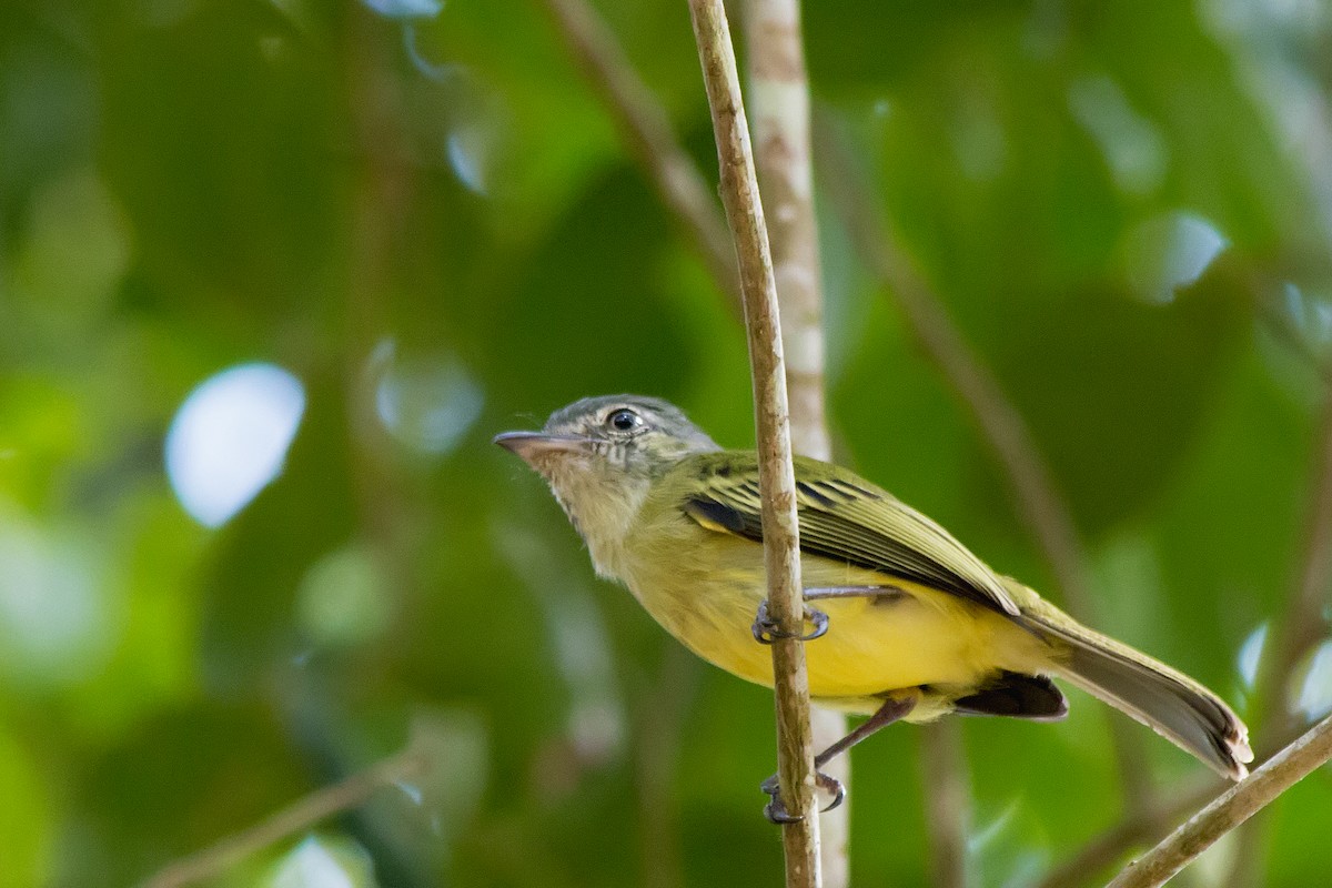 Gray-crowned Flatbill - ML647611183