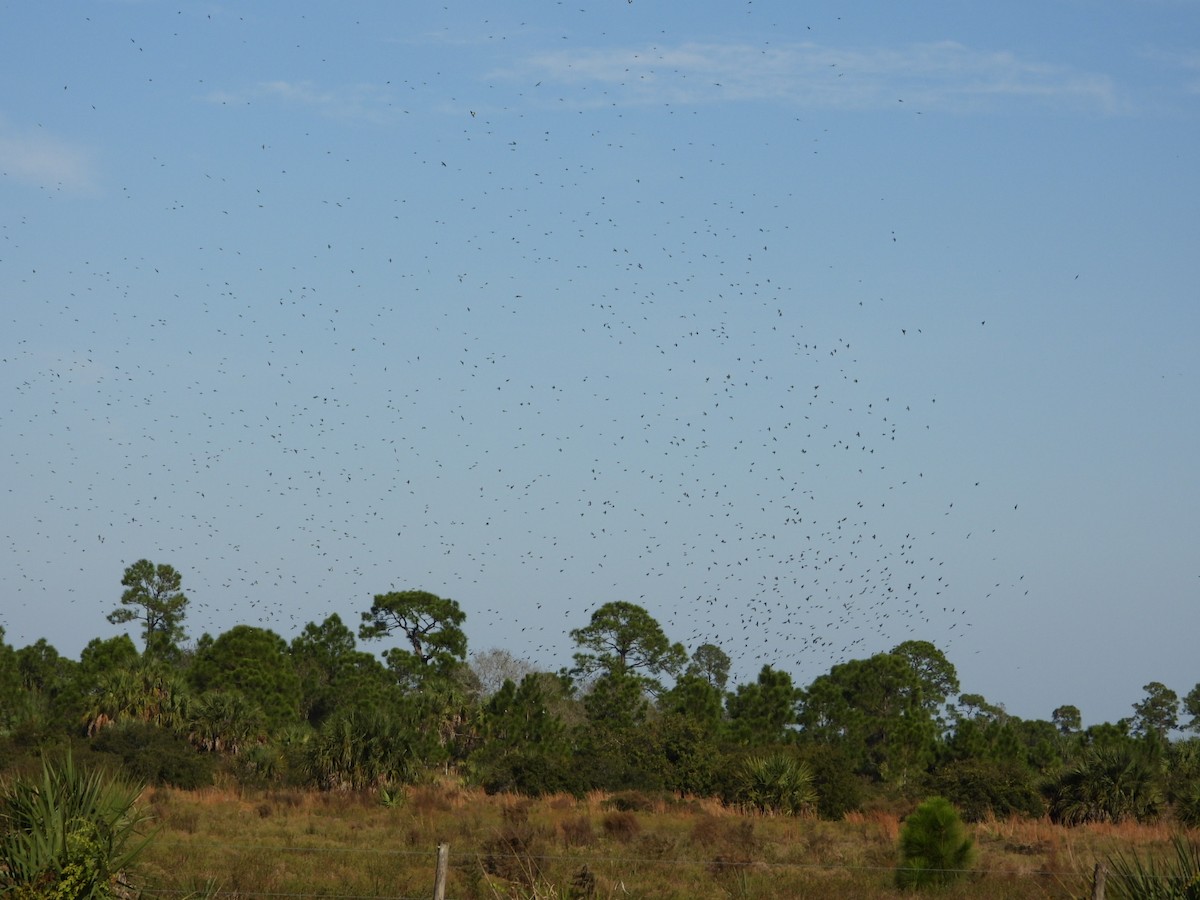 Tree Swallow - ML647611184