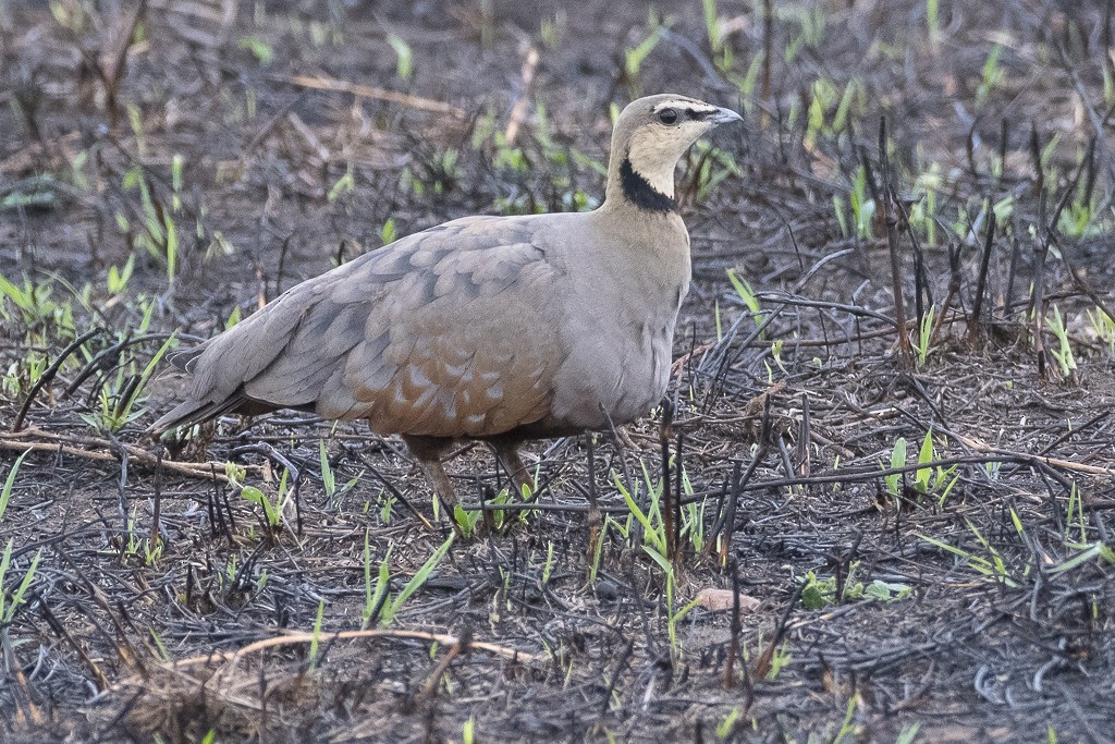 Yellow-throated Sandgrouse - ML647611185