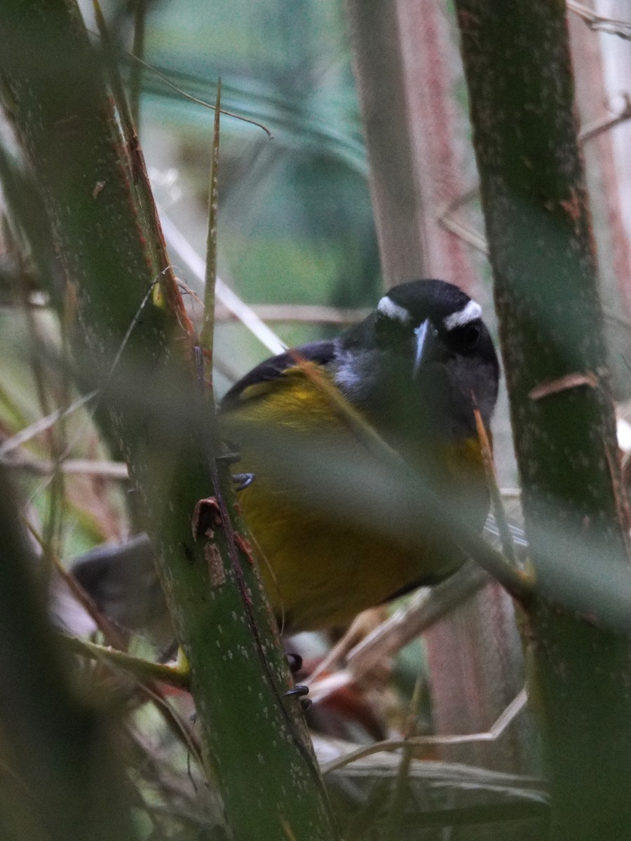 Bananaquit - ML647611186