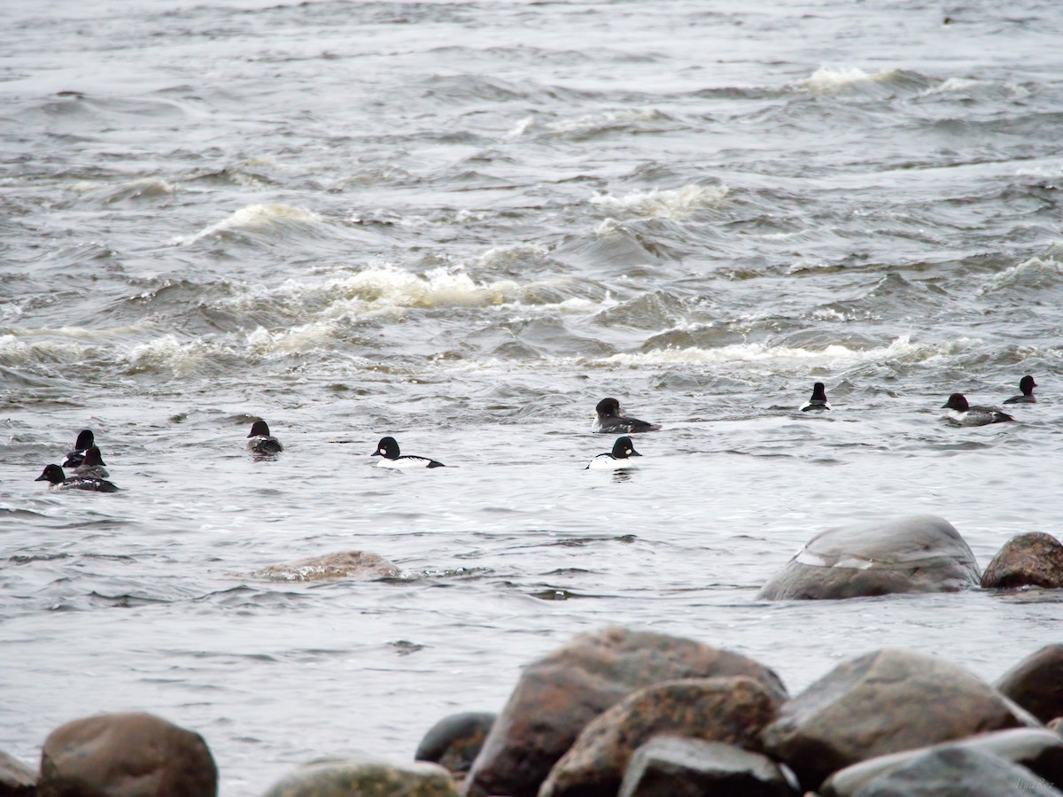 Common Goldeneye - ML647611190