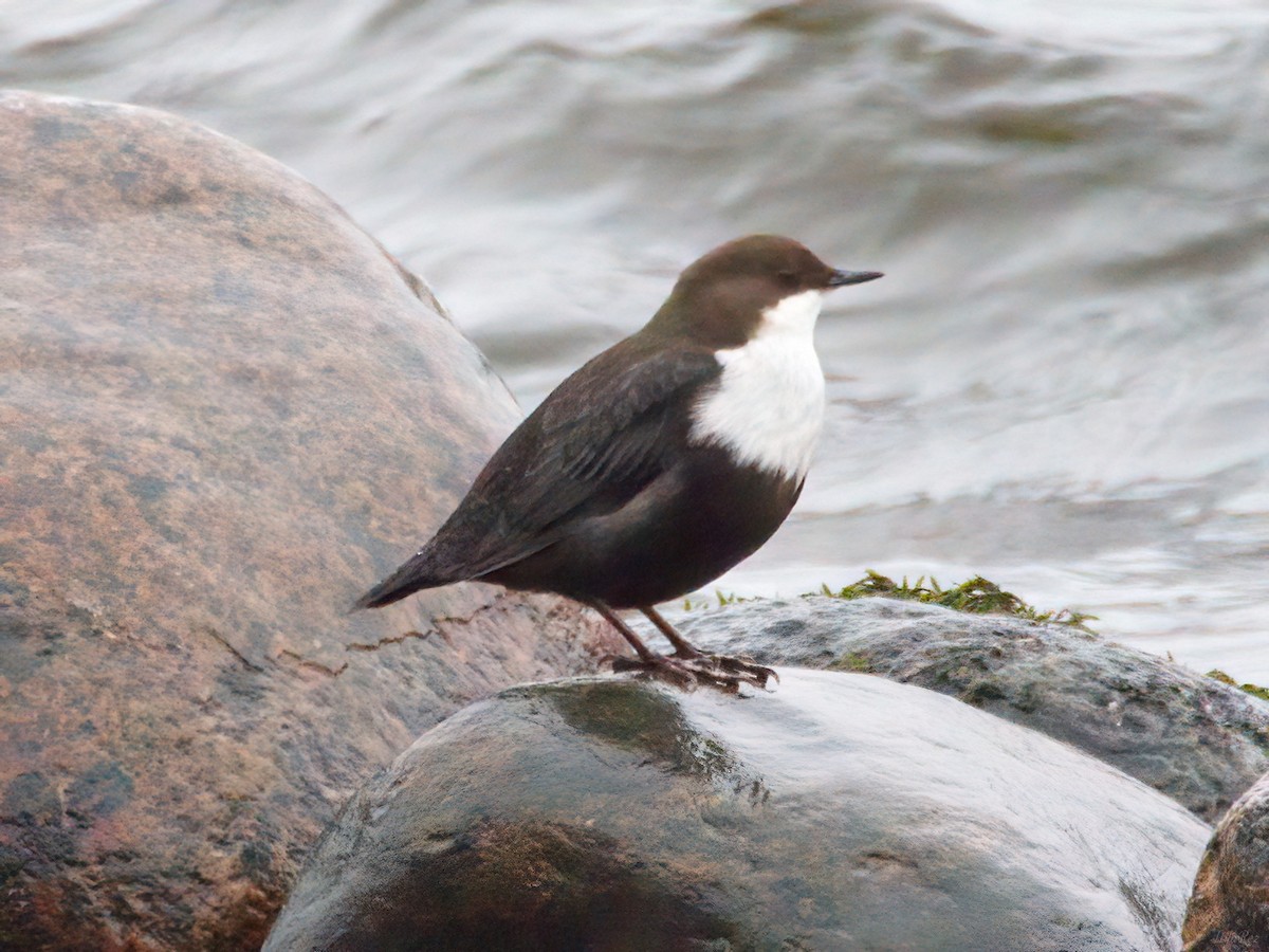 White-throated Dipper - ML647611192