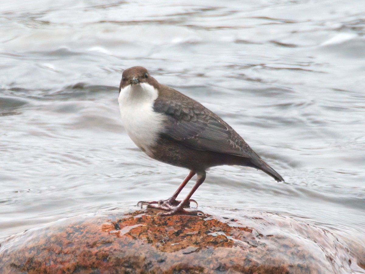 White-throated Dipper - ML647611193
