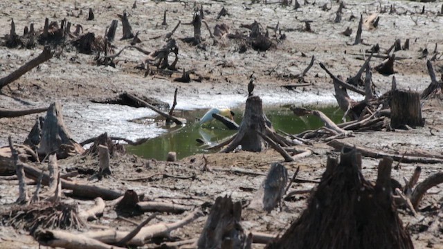 Capped Heron - ML647611194