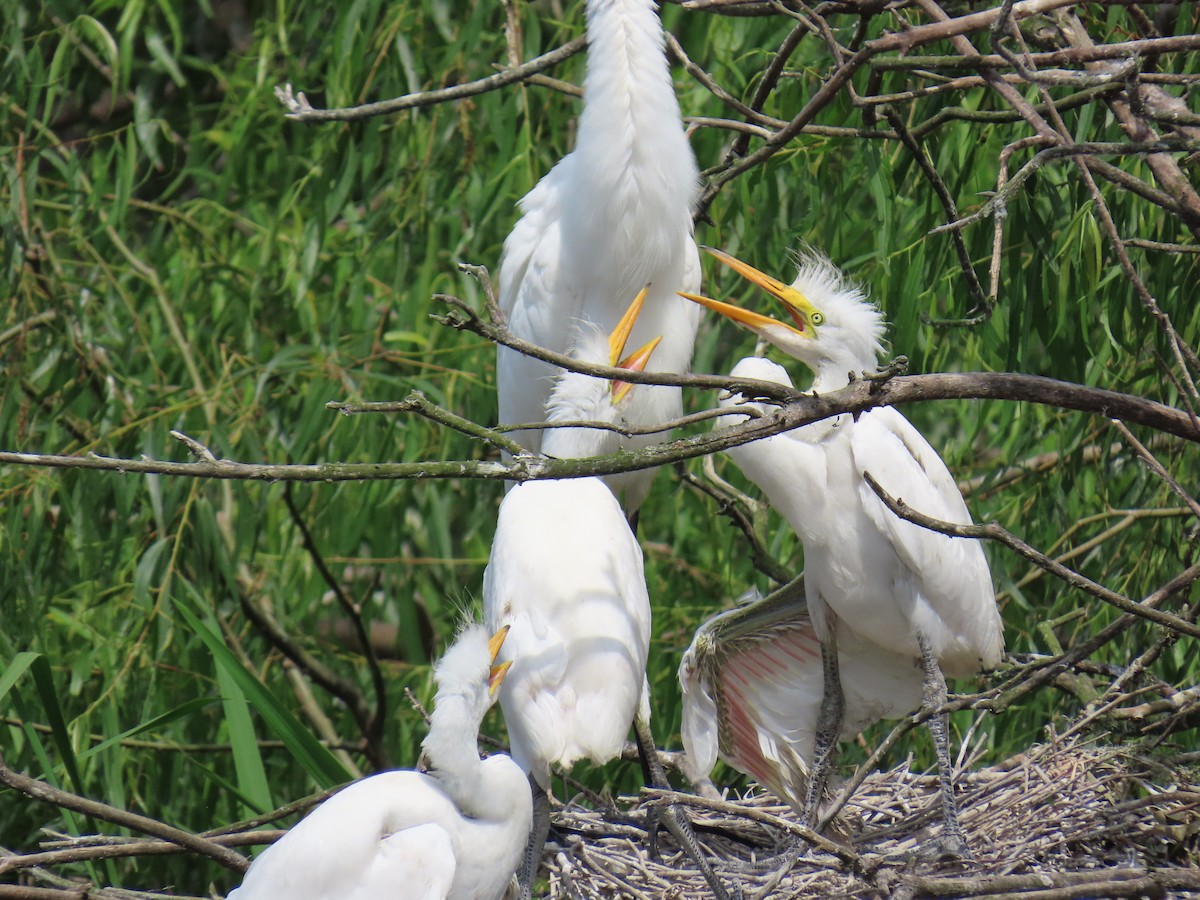 Great Egret - ML647611196