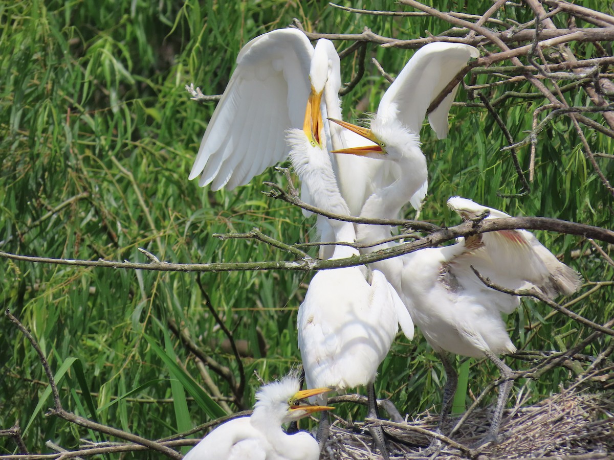 Great Egret - ML647611197