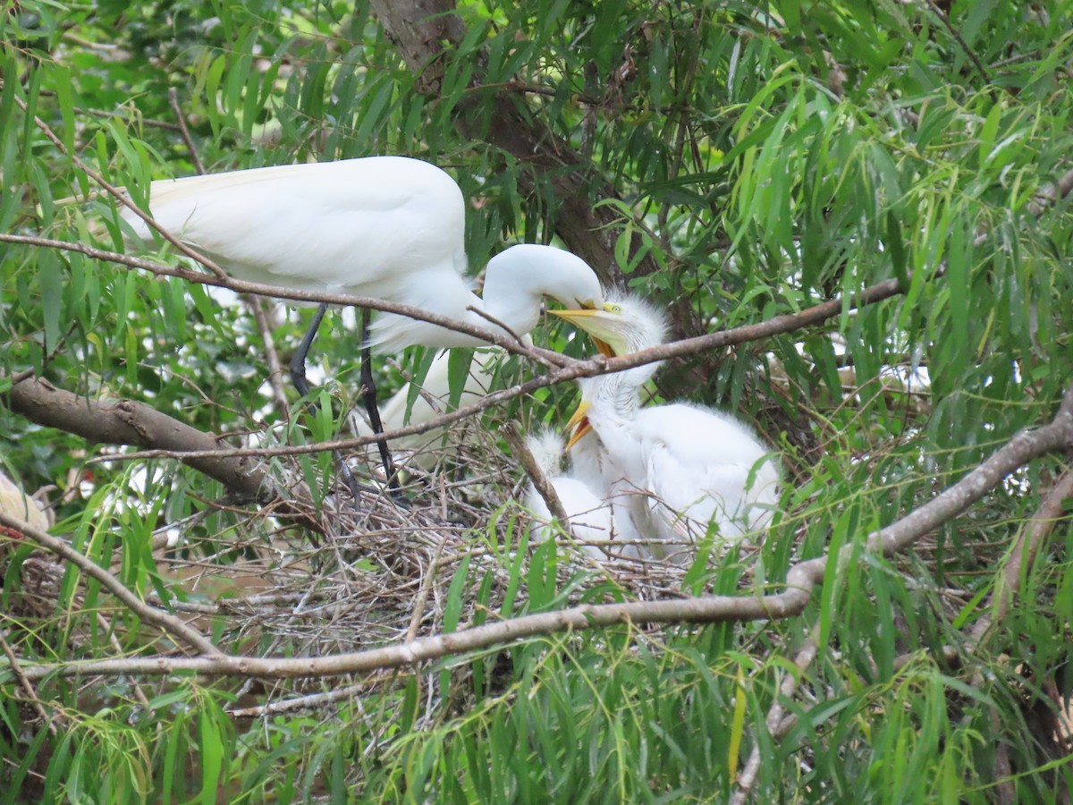 Great Egret - ML647611198