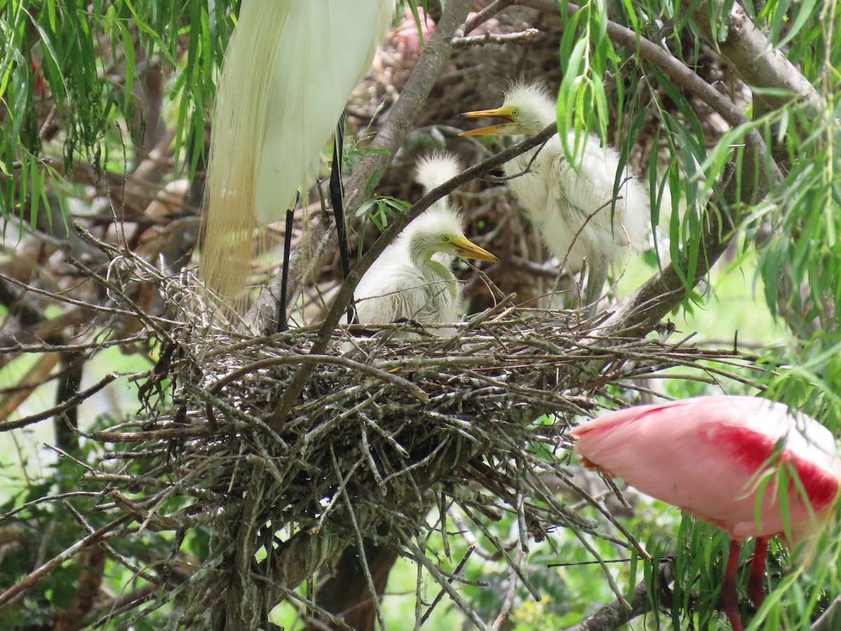 Great Egret - ML647611199