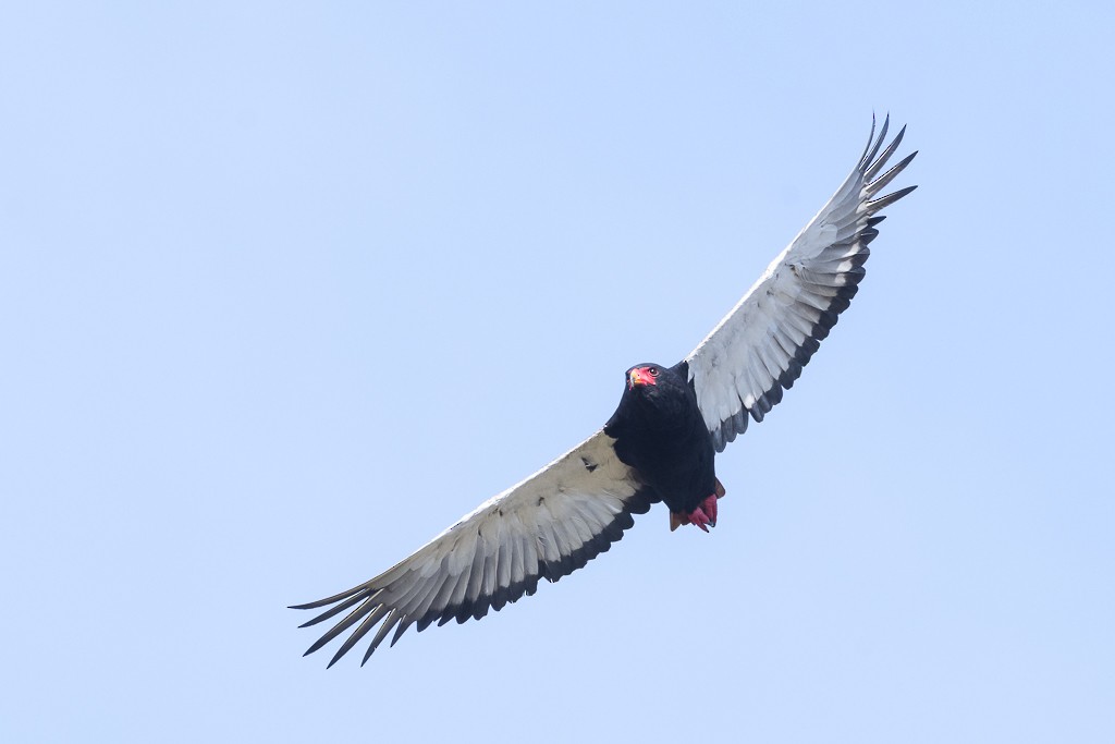 Bateleur - ML647611200