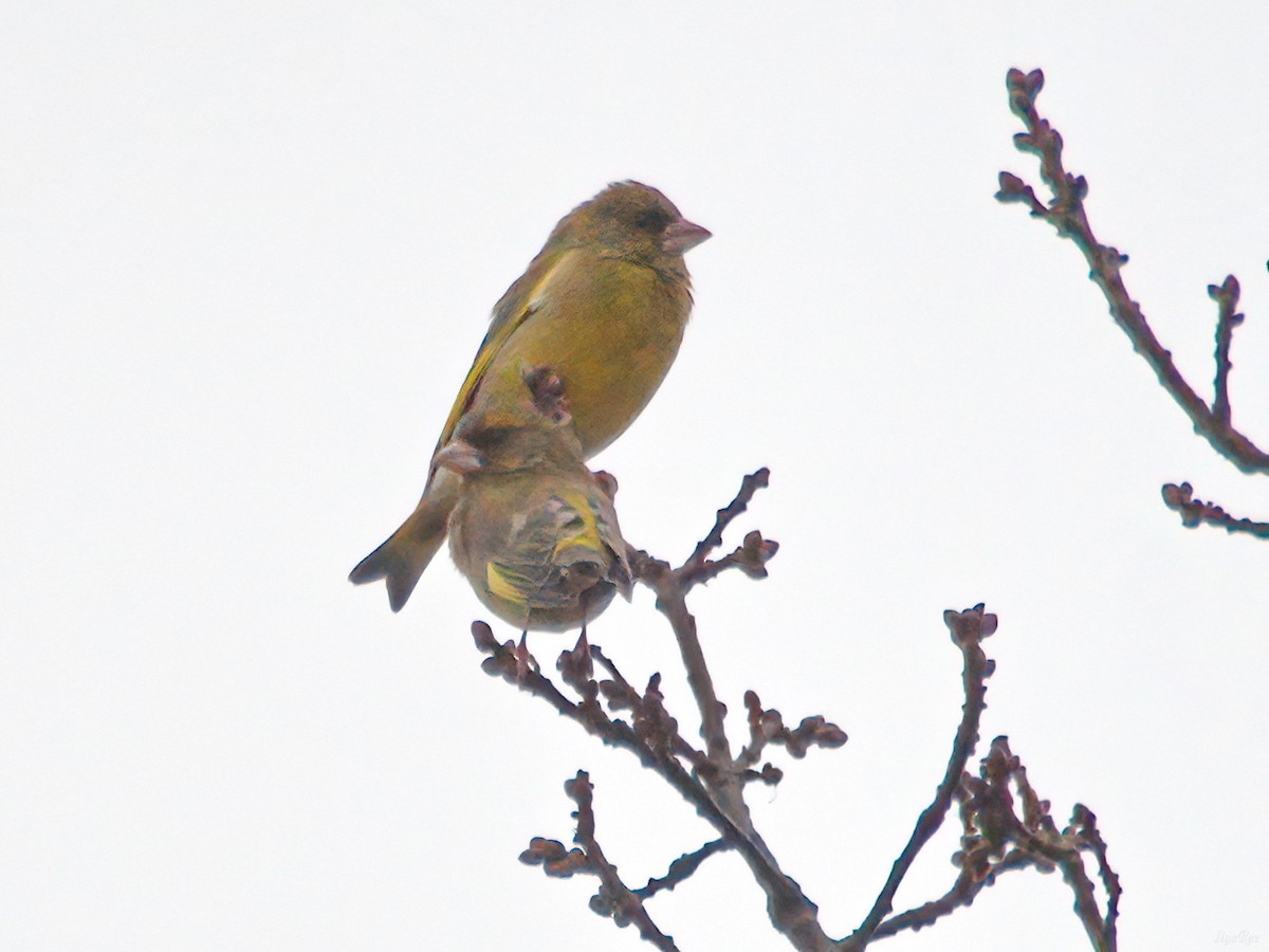 European Greenfinch - ML647611201