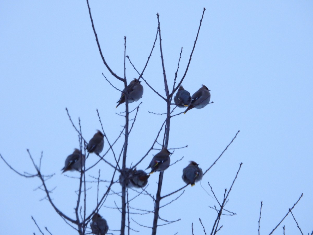 Bohemian Waxwing - ML647611203