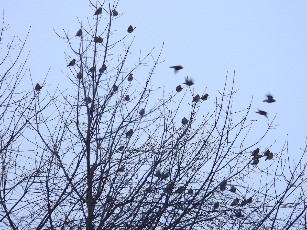 Bohemian Waxwing - ML647611204