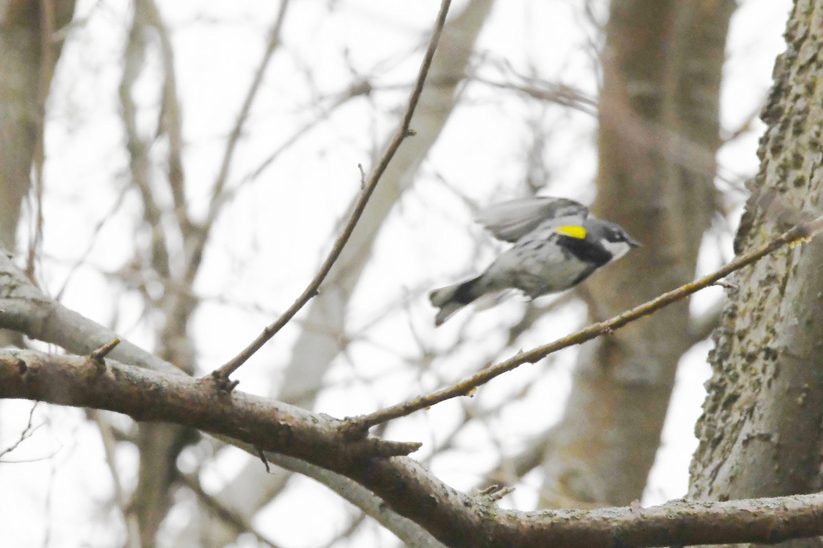 Yellow-rumped Warbler - ML647611205