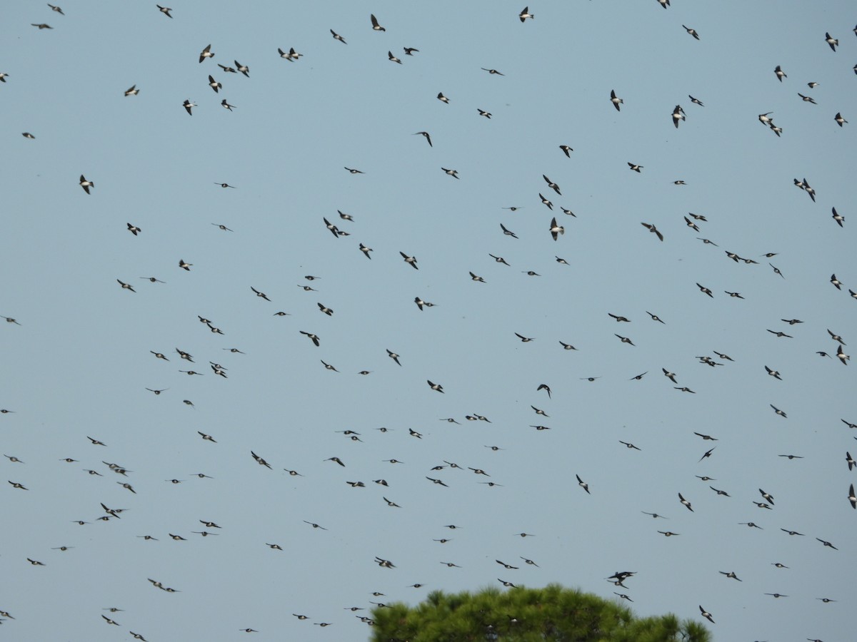 Tree Swallow - ML647611206