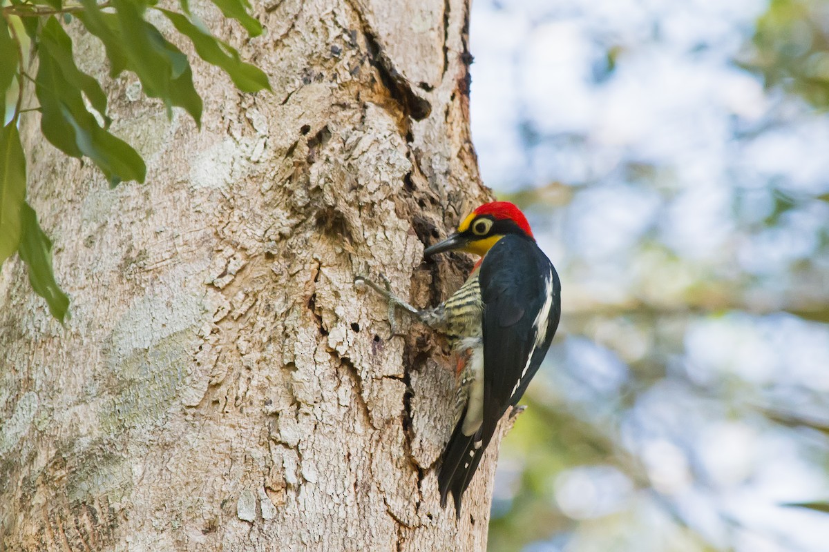 Yellow-fronted Woodpecker - ML647611212