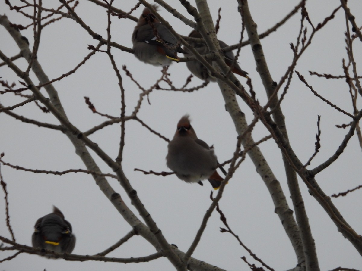 Bohemian Waxwing - ML647611213
