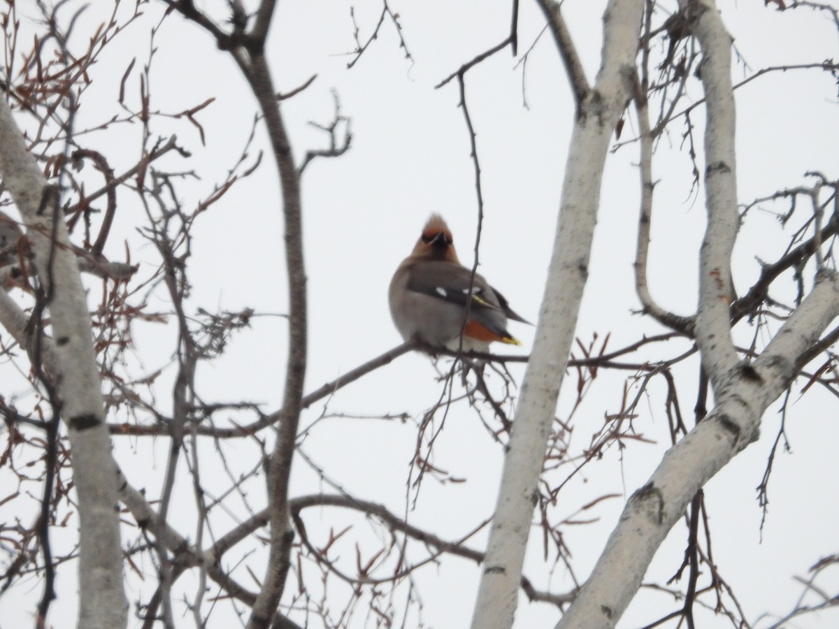 Bohemian Waxwing - ML647611214