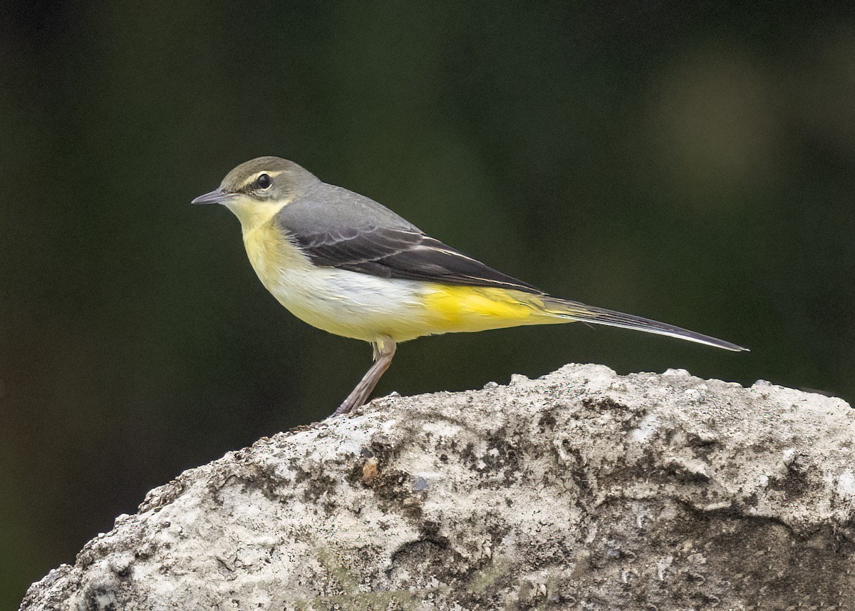 Горная трясогузка - ML647611219