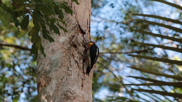 Желтогорлый дятел - ML647611220