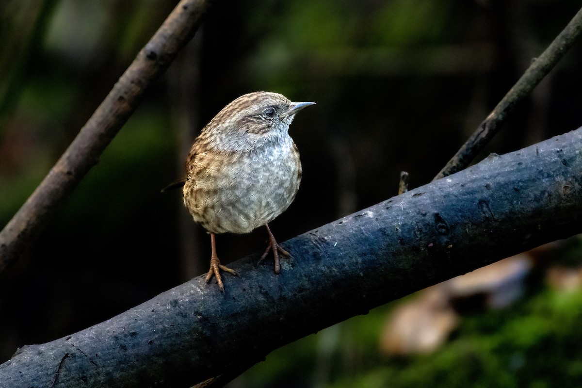 Accenteur mouchet - ML647611224