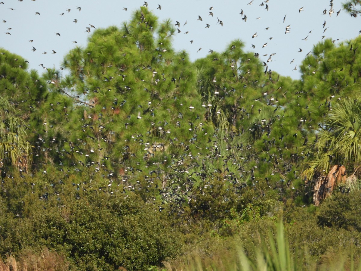 Tree Swallow - ML647611225