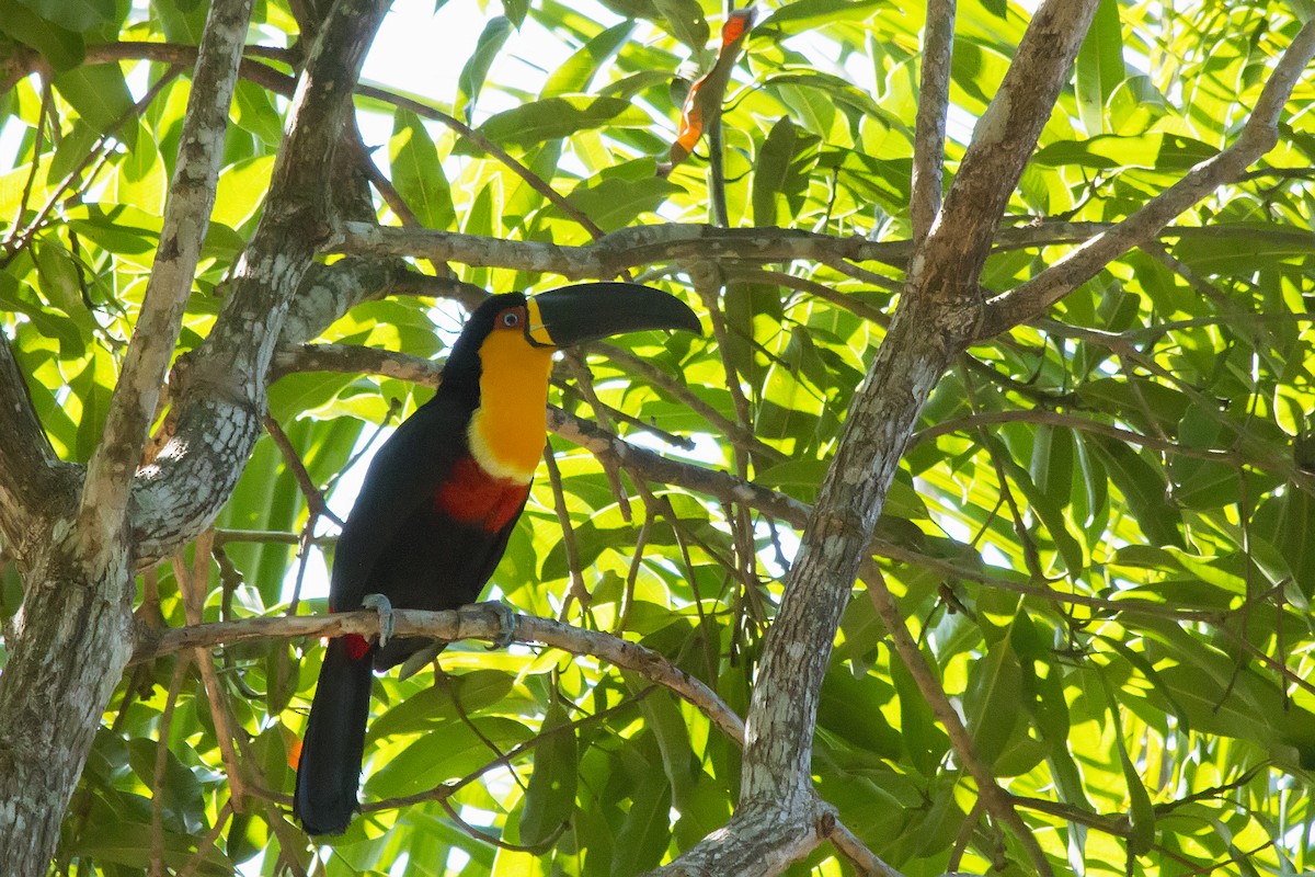 Тукан-ариель - ML647611244