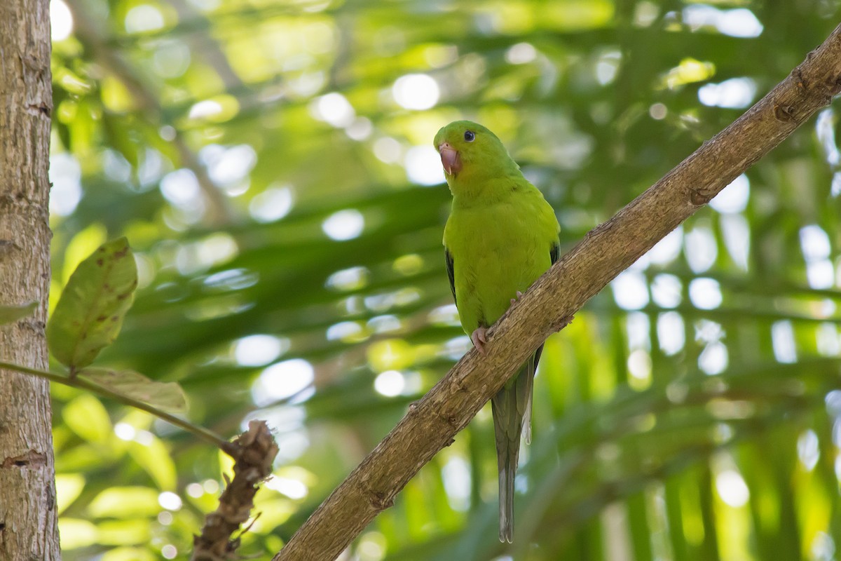 オナガミドリインコ - ML647611251
