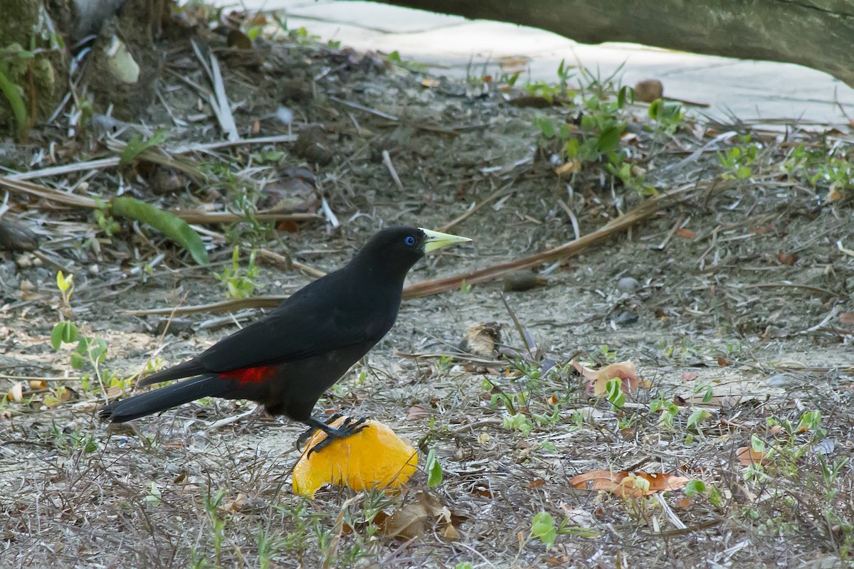 Красноспинный кассик - ML647611255