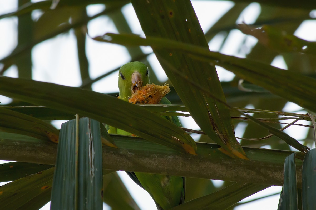 オナガミドリインコ - ML647611257