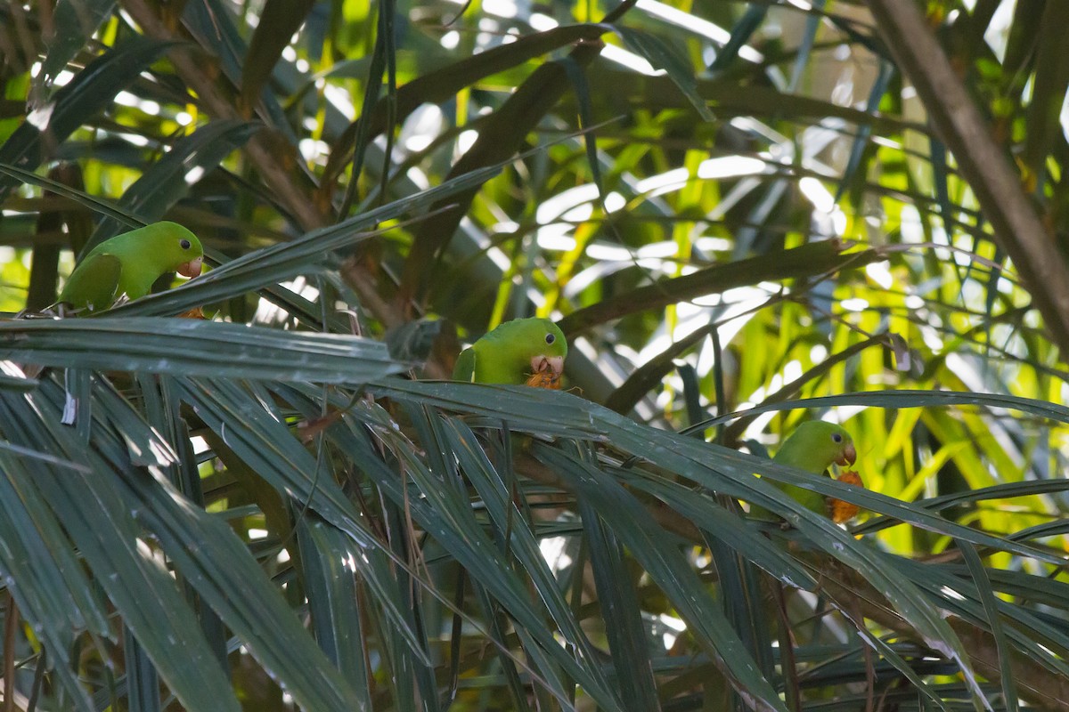 オナガミドリインコ - ML647611260