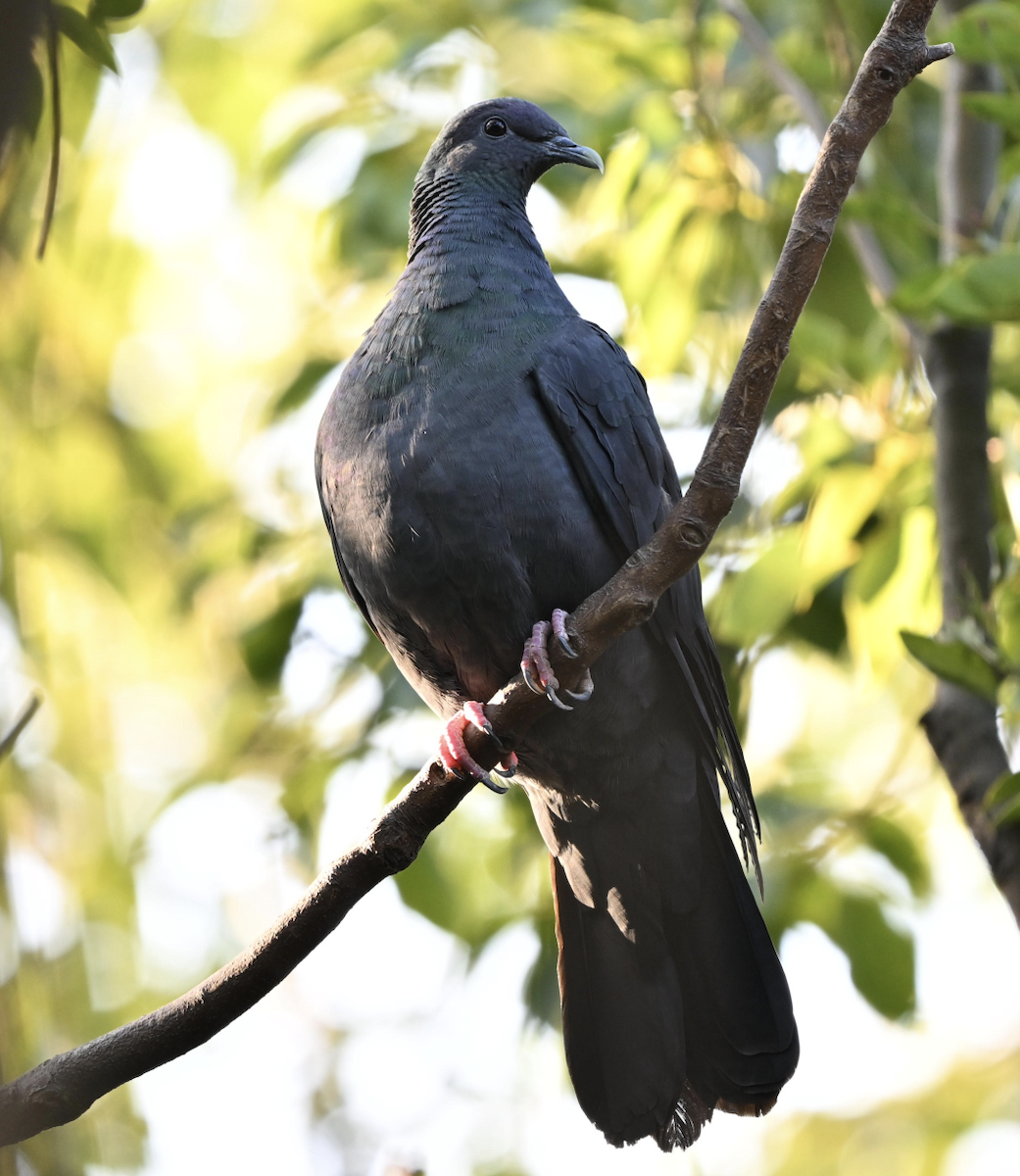 Mor Japon Güvercini - ML647611266