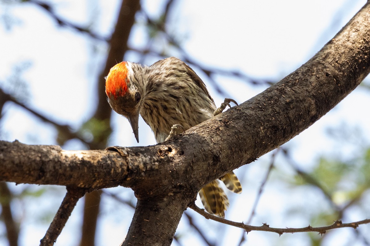 Cardinal Woodpecker - ML647611279