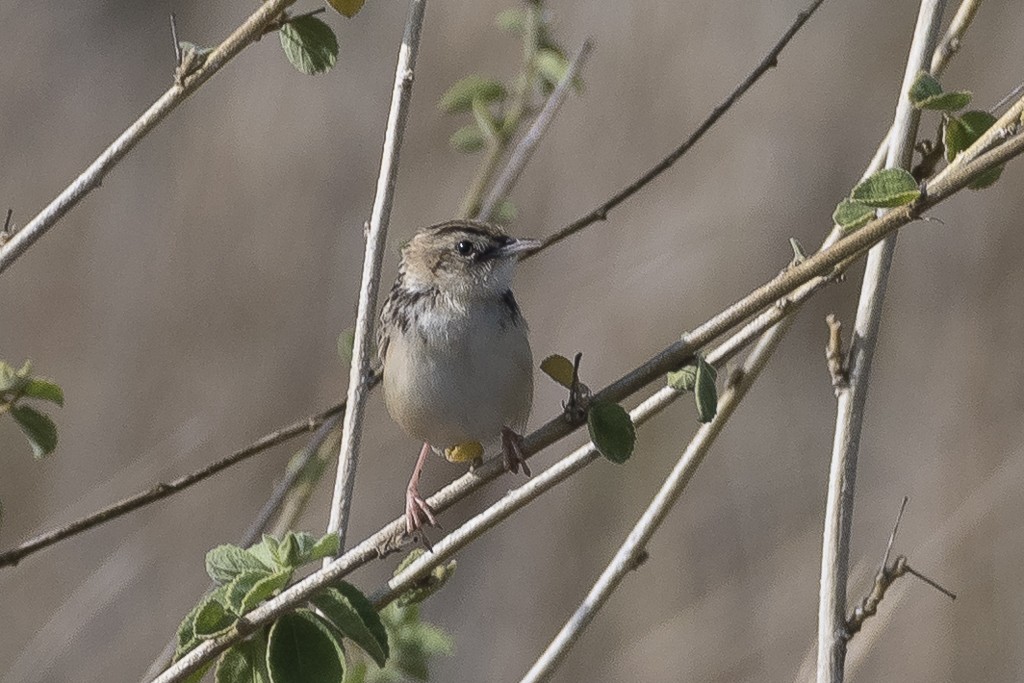 Pectoral-patch Cisticola - ML647611289
