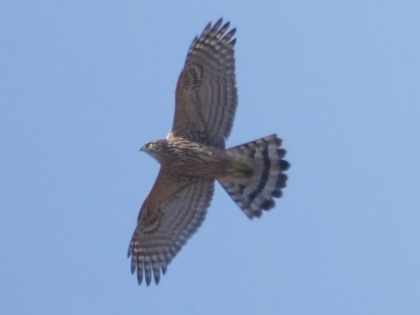 Яструб великий - ML647611298