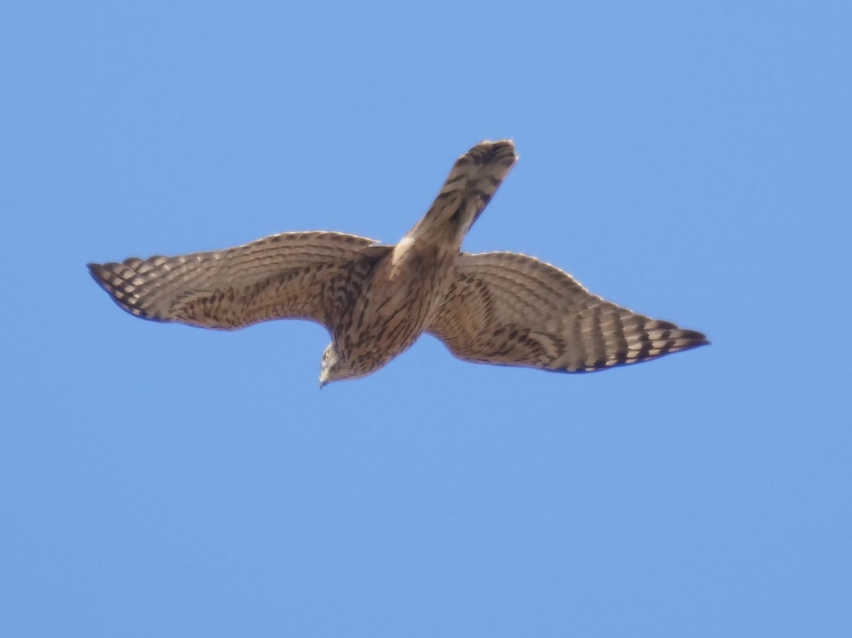 Яструб великий - ML647611299