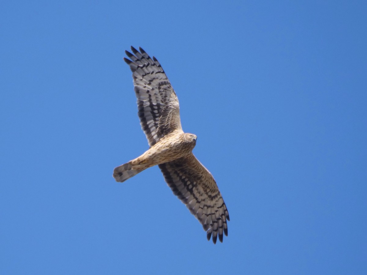 Полевой лунь - ML647611314