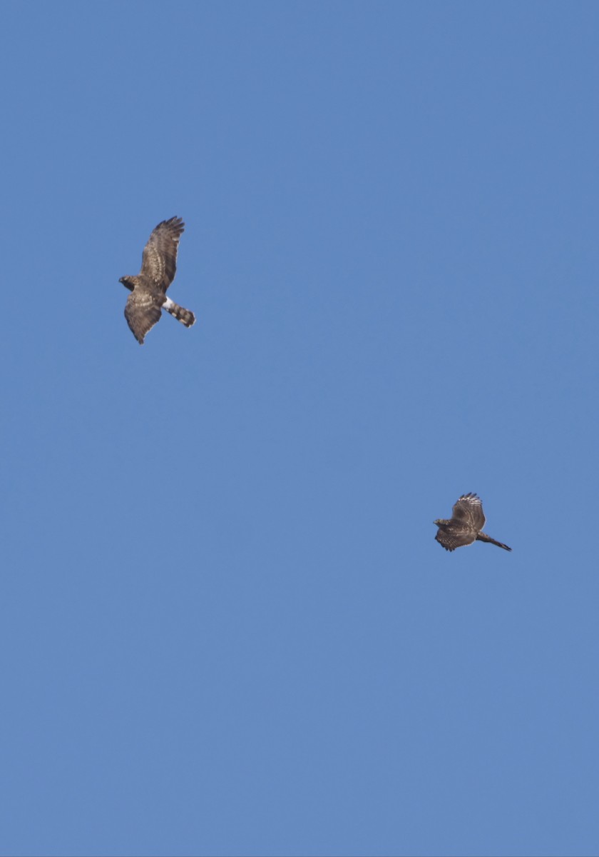 Полевой лунь - ML647611316