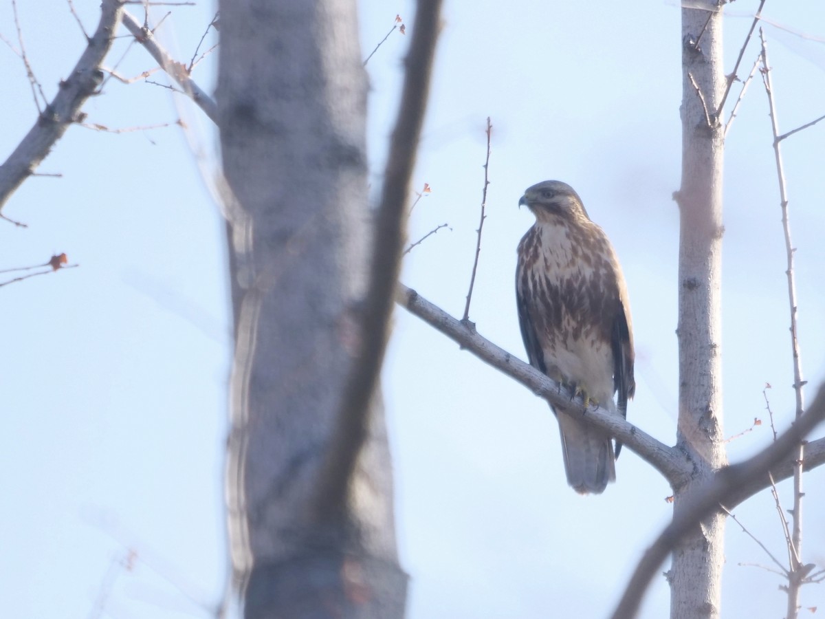 Восточный канюк - ML647611327