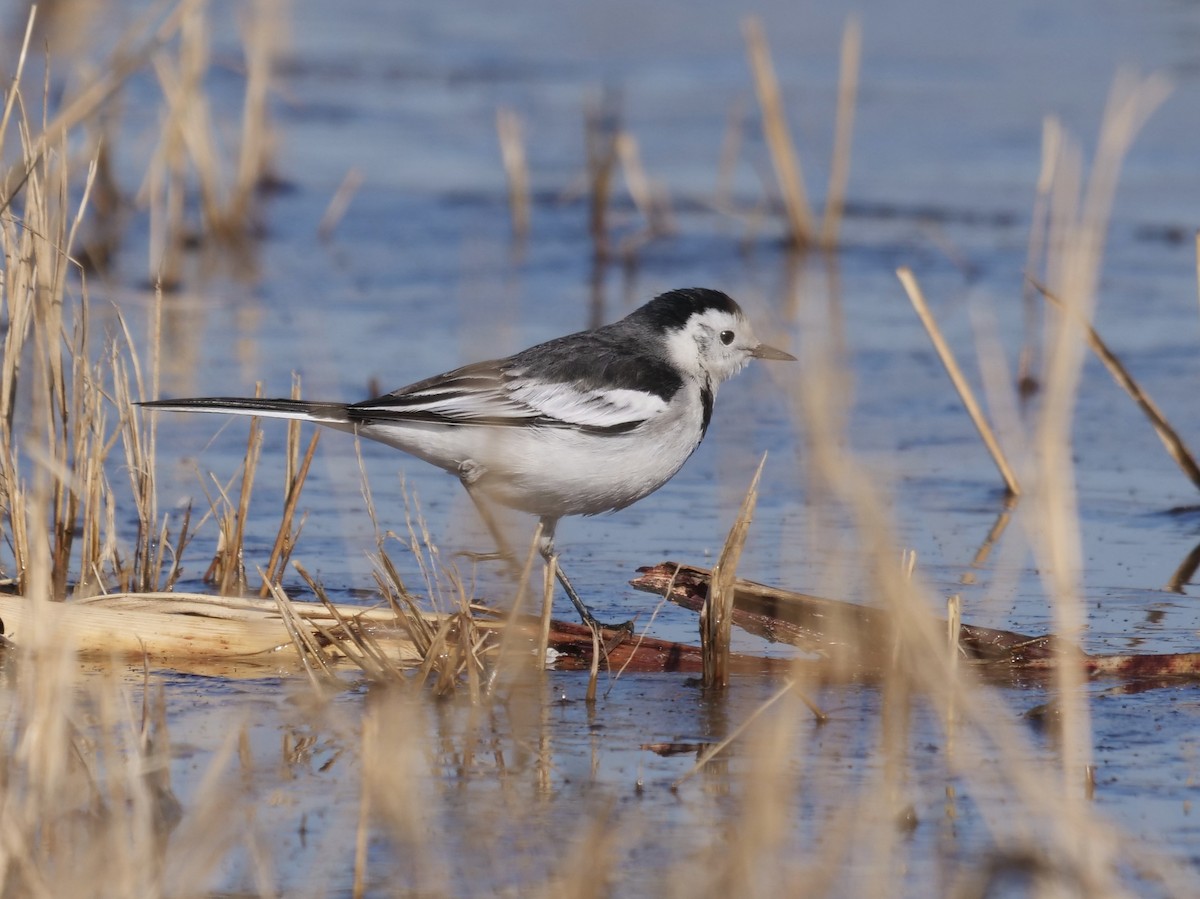 Белая трясогузка (leucopsis) - ML647611343