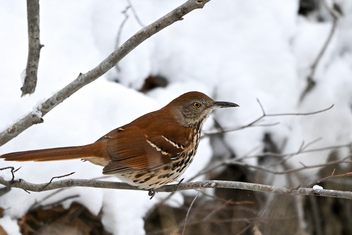 Cuitlacoche Rojizo - ML647611353