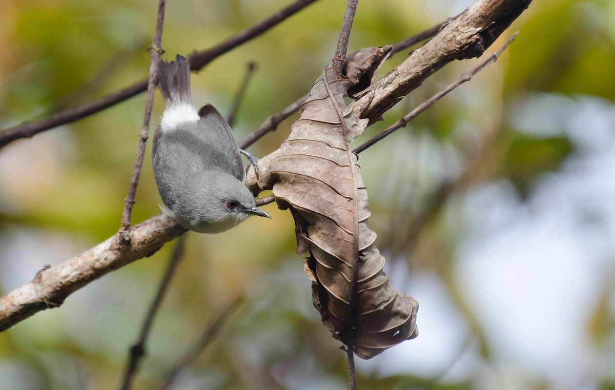 Белопоясная белоглазка - ML647611355